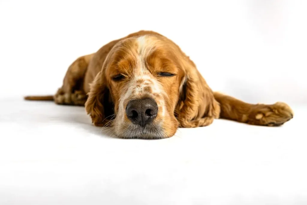 ¿Cómo sueñan los perros?