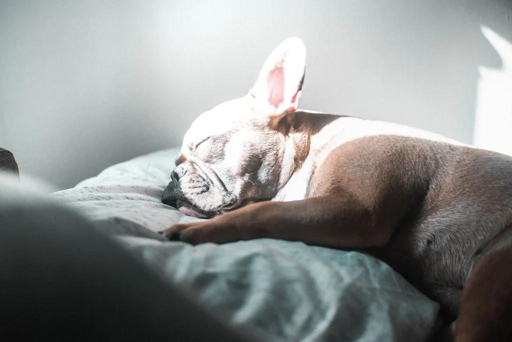 ¿Los perros sueñan? Qué sabemos sobre el sueño de los perros
