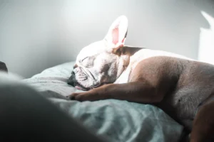 ¿los perros sueñan?