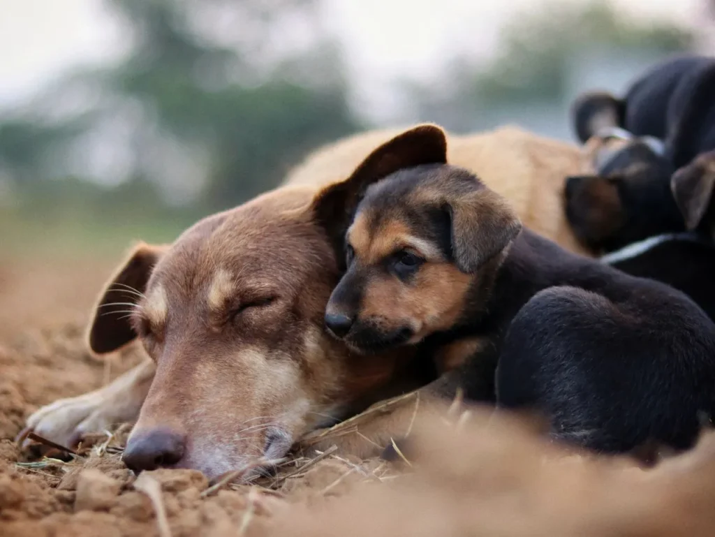 Sueño de los perros según la edad
